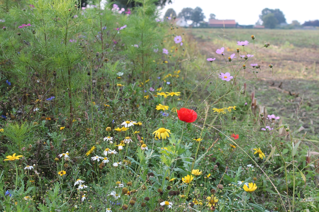 Informatieve avondwandeling door Neerbeek en het Buggenumse veld